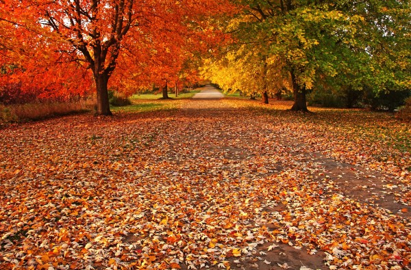 An Autumn Walk by Deb Oppermann